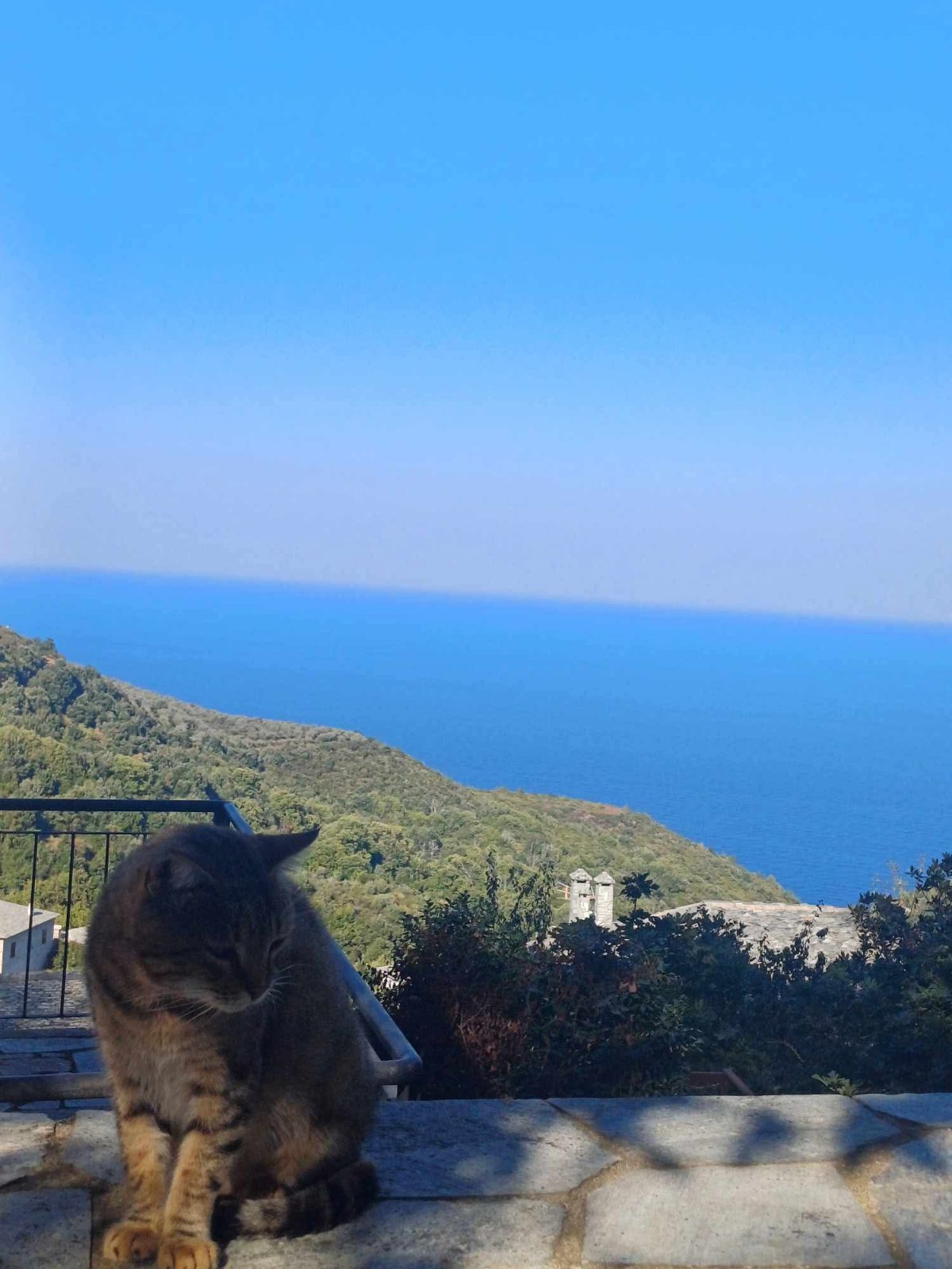 Γάτα σε πέτρινο τοίχο με θέα το Αιγαίο